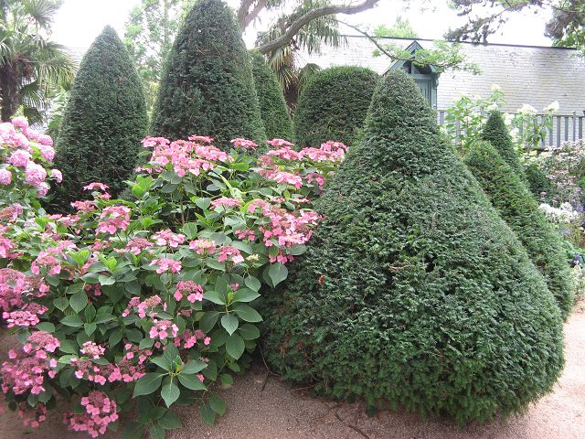 Agapanthe Hortensie